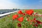 bloemen bij de snelweg
