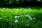 Grasveld