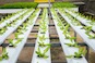 Planten